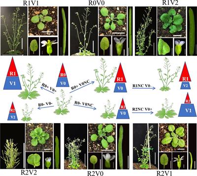 Designed Manipulation of the Brassinosteroid Signal to Enhance Crop Yield